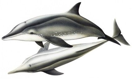 Delfín de pico rugoso (Steno bredanensis)